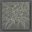 ss0005.jpg